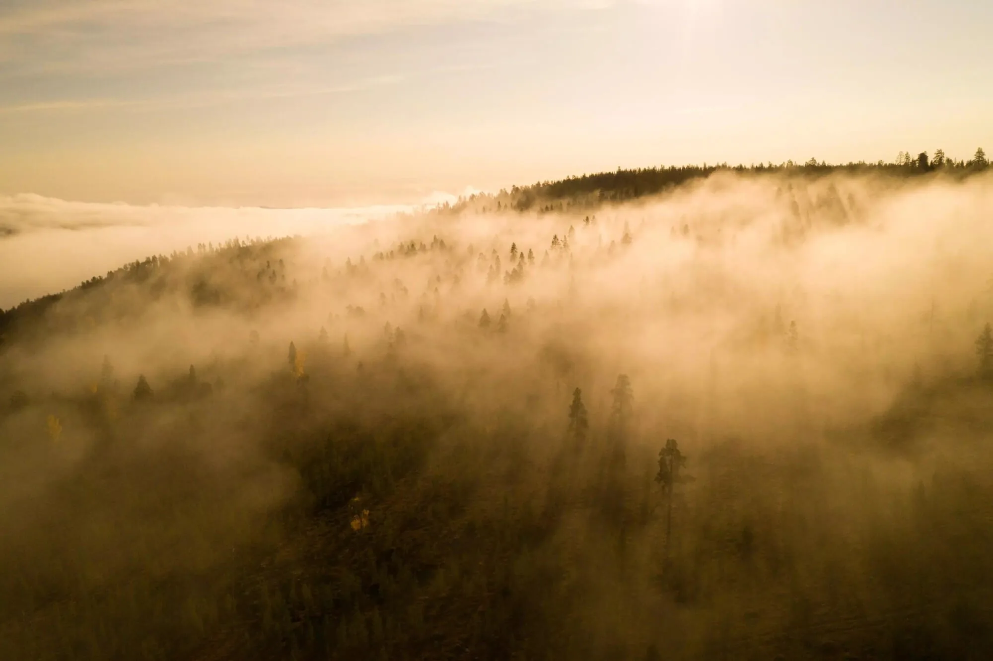 Boreal forest under low mist near Ivalo.