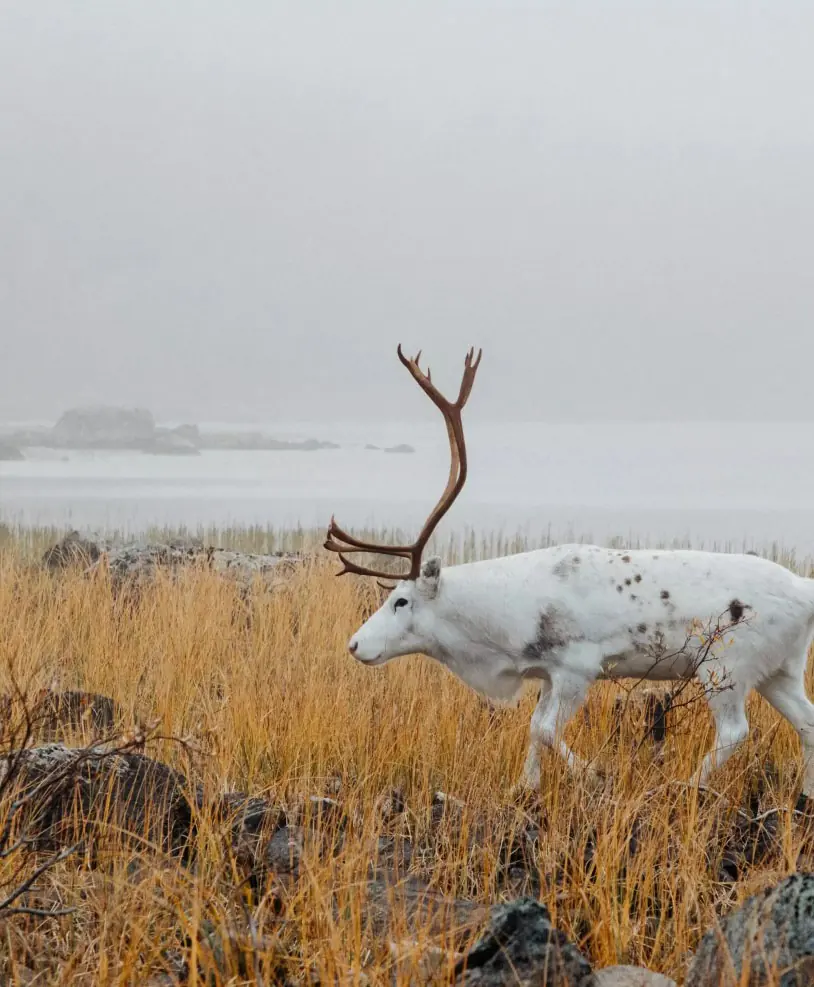 A white reindeer with a tall branching antler walking through golden autumn sedge on a rocky lakeshore, with mist over the water behind.