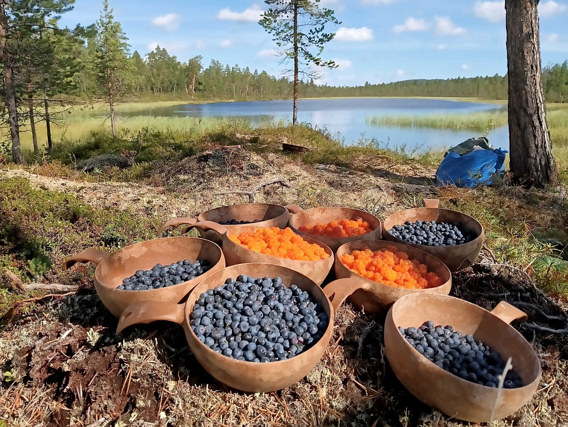 Berry foraging in Finnish Lapland summer - blueberries and cloudberries by pristine lake