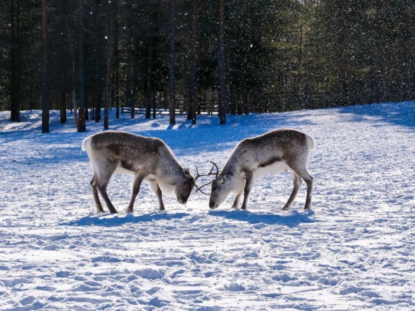 Discover Inari: Reindeer Farm, Open Fire Lunch, Sámi Museum & Nature CenterDay in Inari