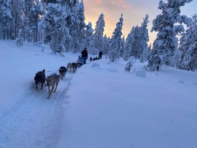 safari de huskys en el nieve