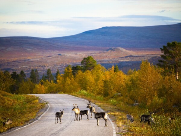 Summer Short Break in Northern Lapland
