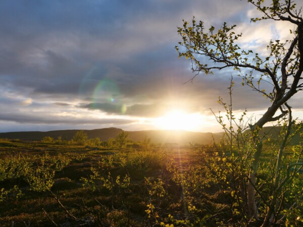 Summer Day in the Tundra