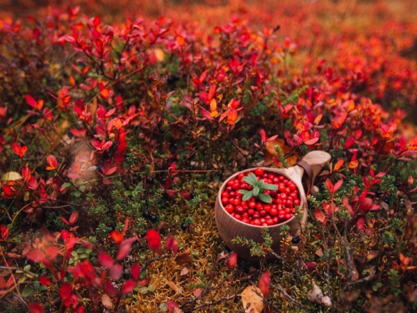 Wild herb course 2024