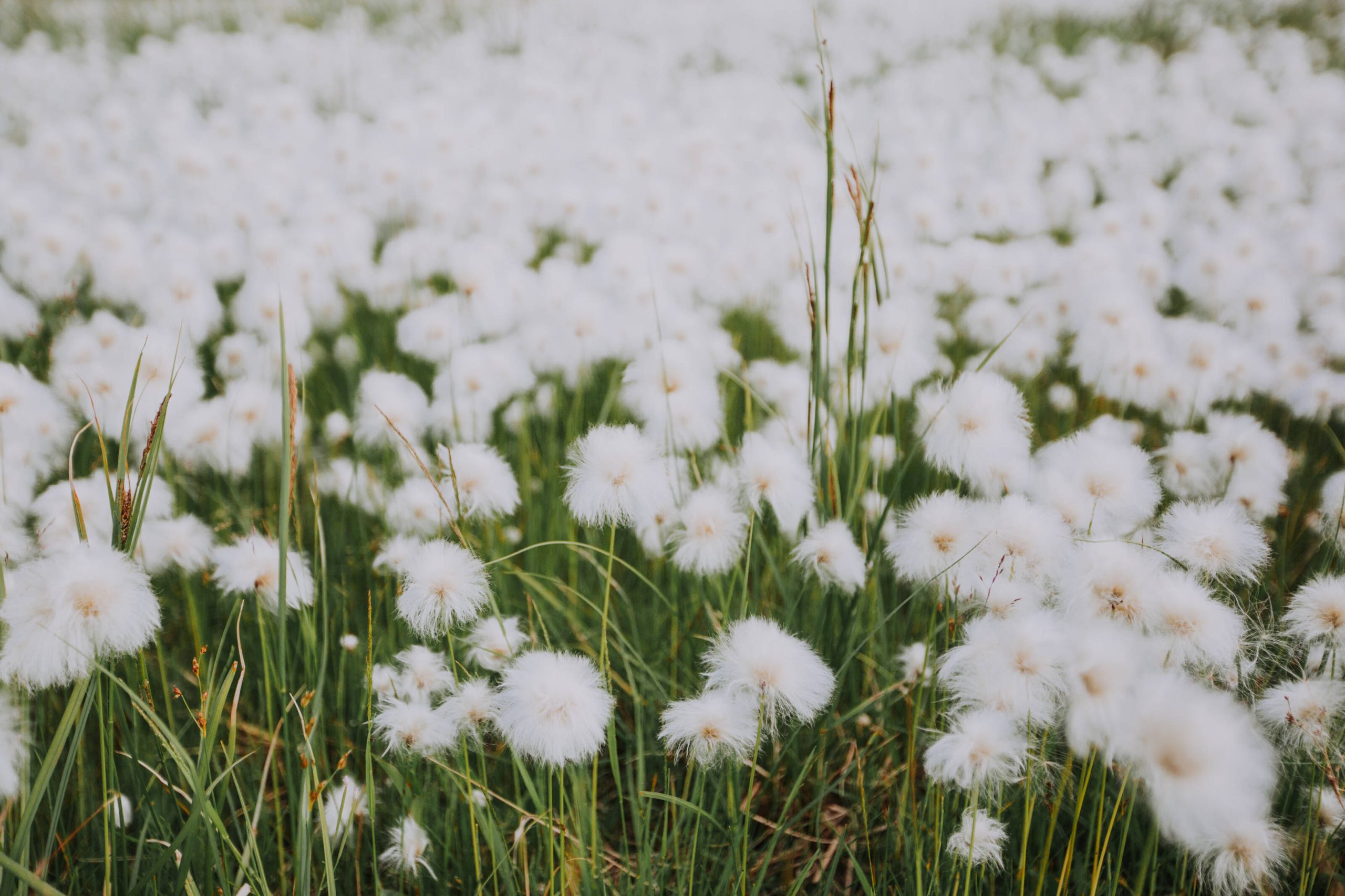 Finland_Lapland_tupasvilla_cottongrass_high_res_by_Julia_Kivela__MG_0120