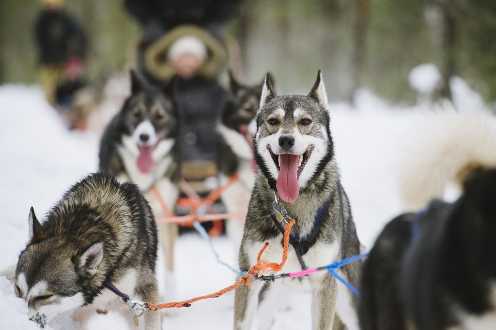 Dog sledding adventure. Image: Visit Finland/Juho Kuva