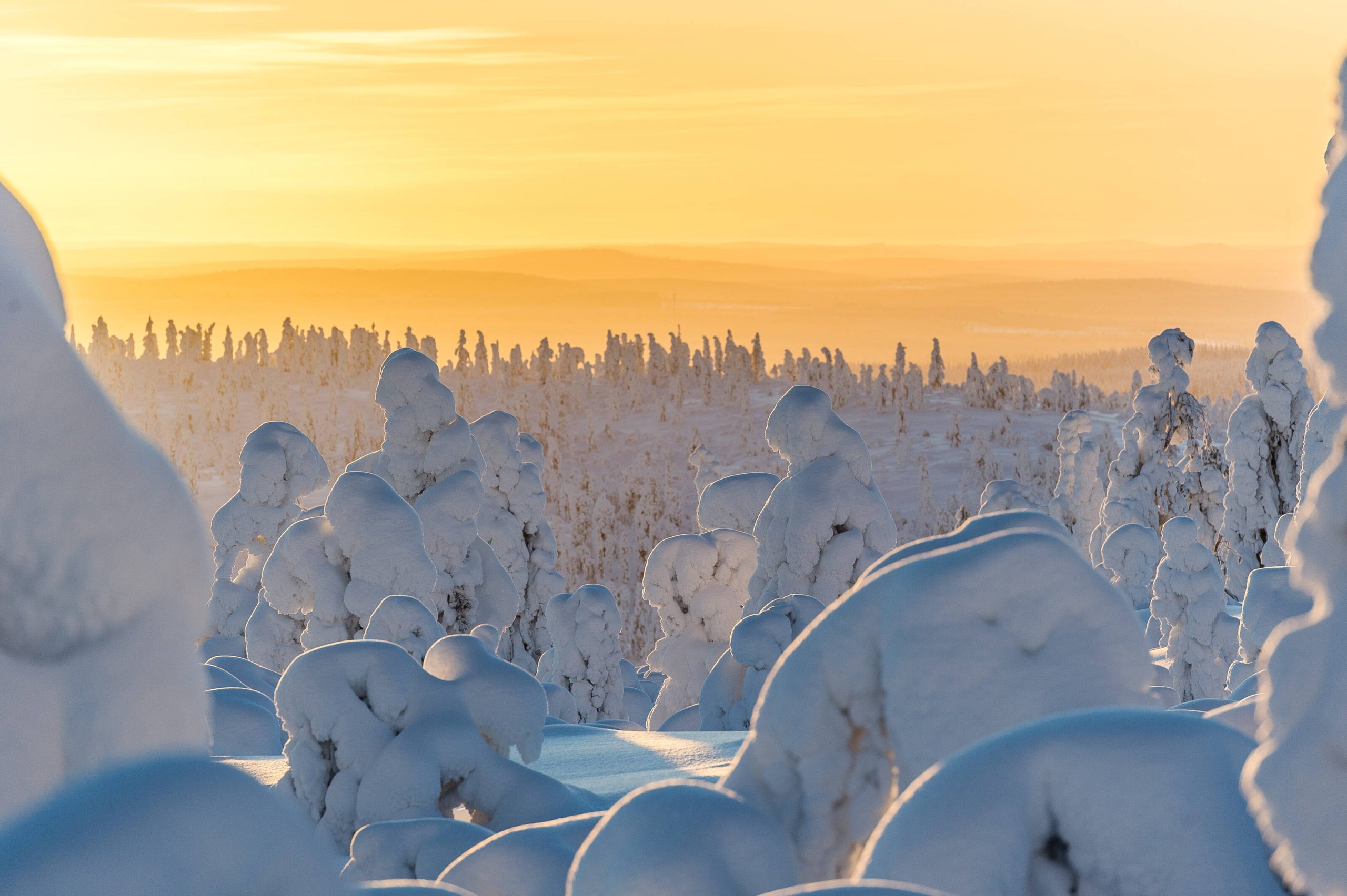 Snow_ trees_Markus_Kiili_20160201-_DSC6284