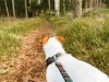Woodlandleashandcollar_1800x1800